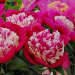 Paeonia 'White Cap' -UK Garden Plants Sales 2024 peony white cap 6 scaled