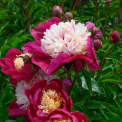Paeonia 'White Cap' -UK Garden Plants Sales 2024 peony white cap 7 scaled