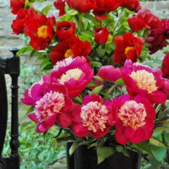 Paeonia 'White Cap' -UK Garden Plants Sales 2024 peony white cap 8 scaled