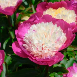 Paeonia 'White Cap' -UK Garden Plants Sales 2024 peony white cap 9 scaled