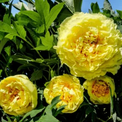 Paeonia 'Yellow Crown' -UK Garden Plants Sales 2024 peony yellow crown 1 scaled