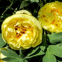 Paeonia 'Yellow Crown' -UK Garden Plants Sales 2024 peony yellow crown 2 scaled