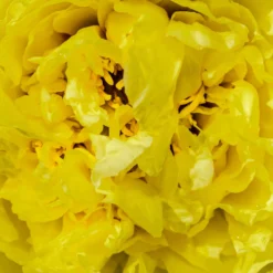 Paeonia 'Yellow Crown' -UK Garden Plants Sales 2024 peony yellow crown 3 scaled