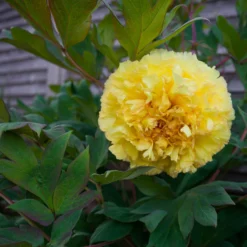 Paeonia 'Yellow Crown' -UK Garden Plants Sales 2024 peony yellow crown 5 scaled