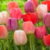 Tulip Collection 'Pride Mix'