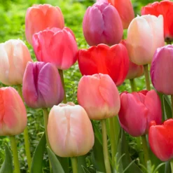 Tulip Collection 'Pride Mix'