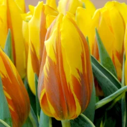 Tulip 'Ravana' -UK Garden Plants Sales 2024 ravana tulip
