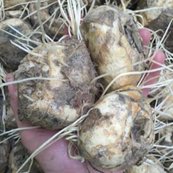 Fritillaria Imperialis 'Rubra' -UK Garden Plants Sales 2024 rubra bulbs