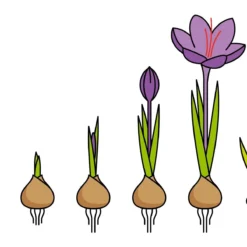 Crocus Sativus -UK Garden Plants Sales 2024 saffron crocus