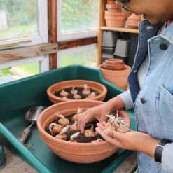 Crocus Sativus -UK Garden Plants Sales 2024 sativus 11 scaled