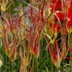 Tulip Acuminata -UK Garden Plants Sales 2024 tulip acuminata 2 scaled