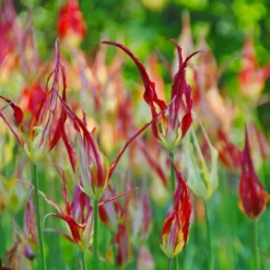 Tulip Acuminata -UK Garden Plants Sales 2024 tulip acuminata 4 scaled