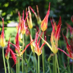 Tulip Acuminata -UK Garden Plants Sales 2024 tulip acuminata 5 scaled