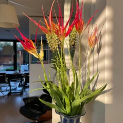 Tulip Acuminata -UK Garden Plants Sales 2024 tulip acuminata 9 scaled