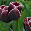Tulip 'Alexander Pushkin' -UK Garden Plants Sales 2024 tulip alexander pushkin 1