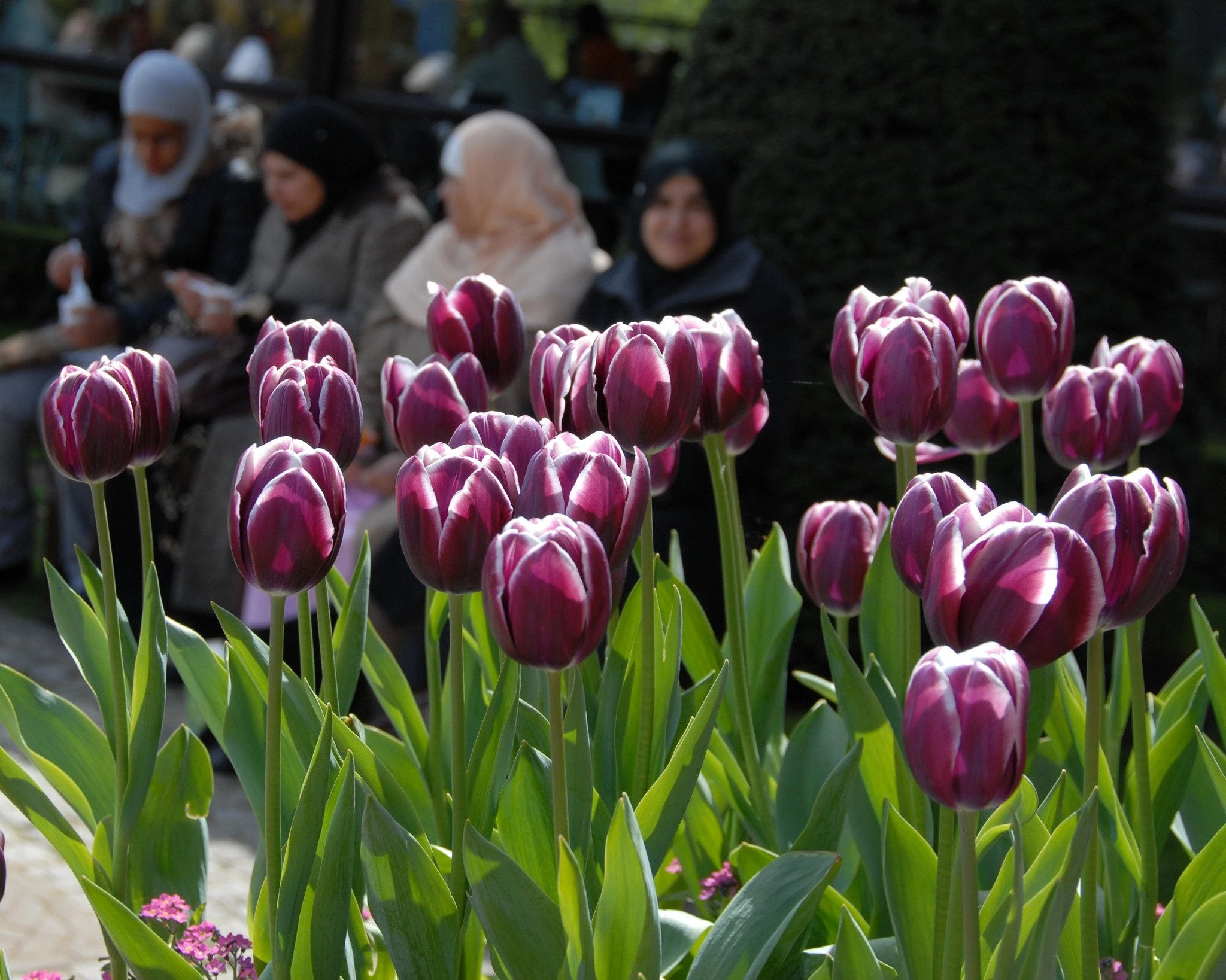 Tulip 'Alexander Pushkin' 5 Tulip 'Alexander Pushkin' - Image 3