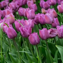 Tulip 'Alibi' 22 Tulip 'Alibi' -UK Garden Plants Sales 2024 tulip alibi 10 scaled