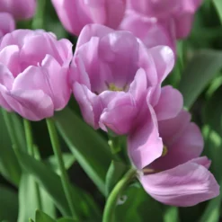 Tulip 'Alibi' 17 Tulip 'Alibi' -UK Garden Plants Sales 2024 tulip alibi 12 scaled