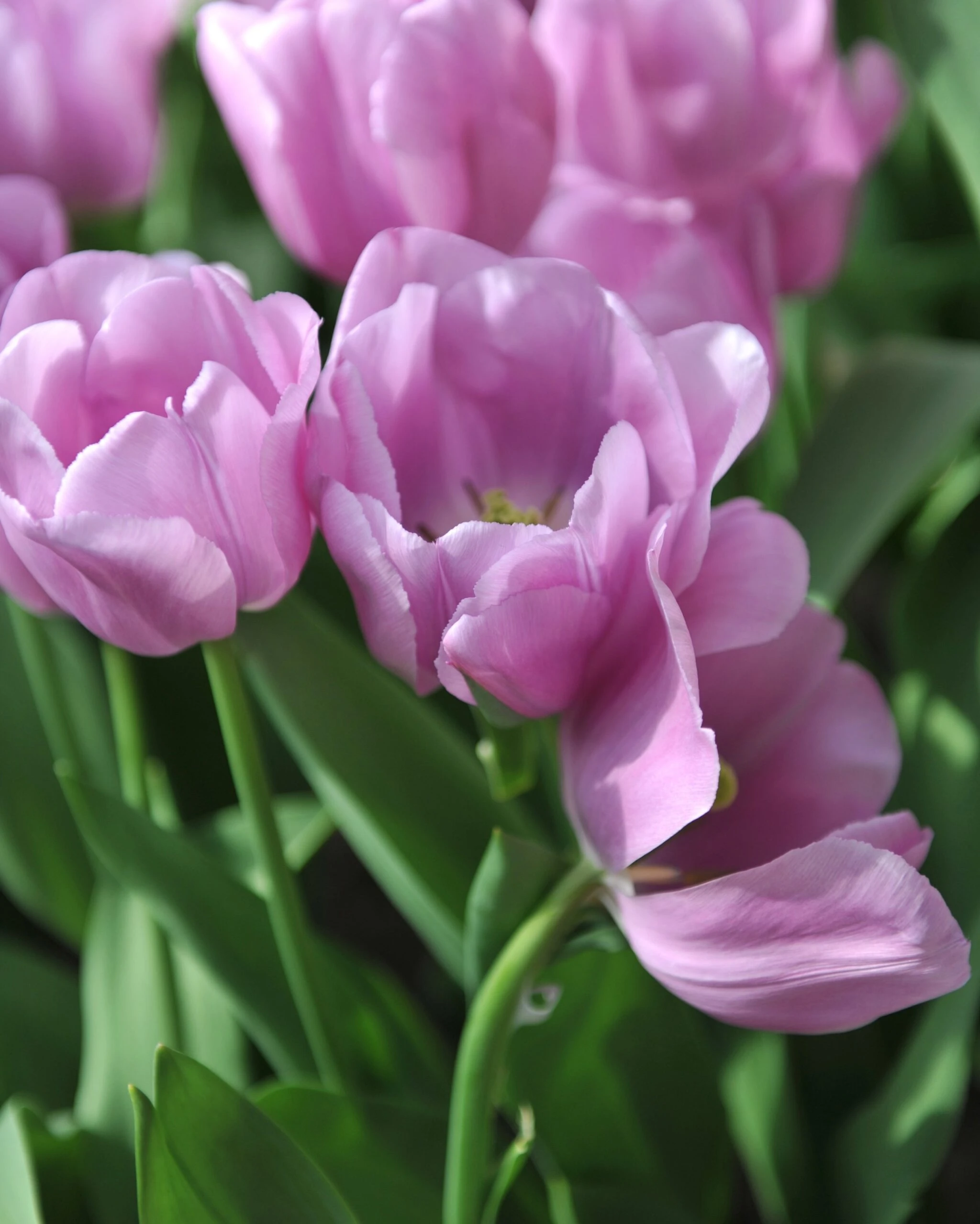 Tulip 'Alibi' 5 Tulip 'Alibi' - Image 3