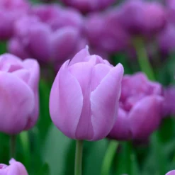 Tulip 'Alibi' 18 Tulip 'Alibi' -UK Garden Plants Sales 2024 tulip alibi 2 scaled