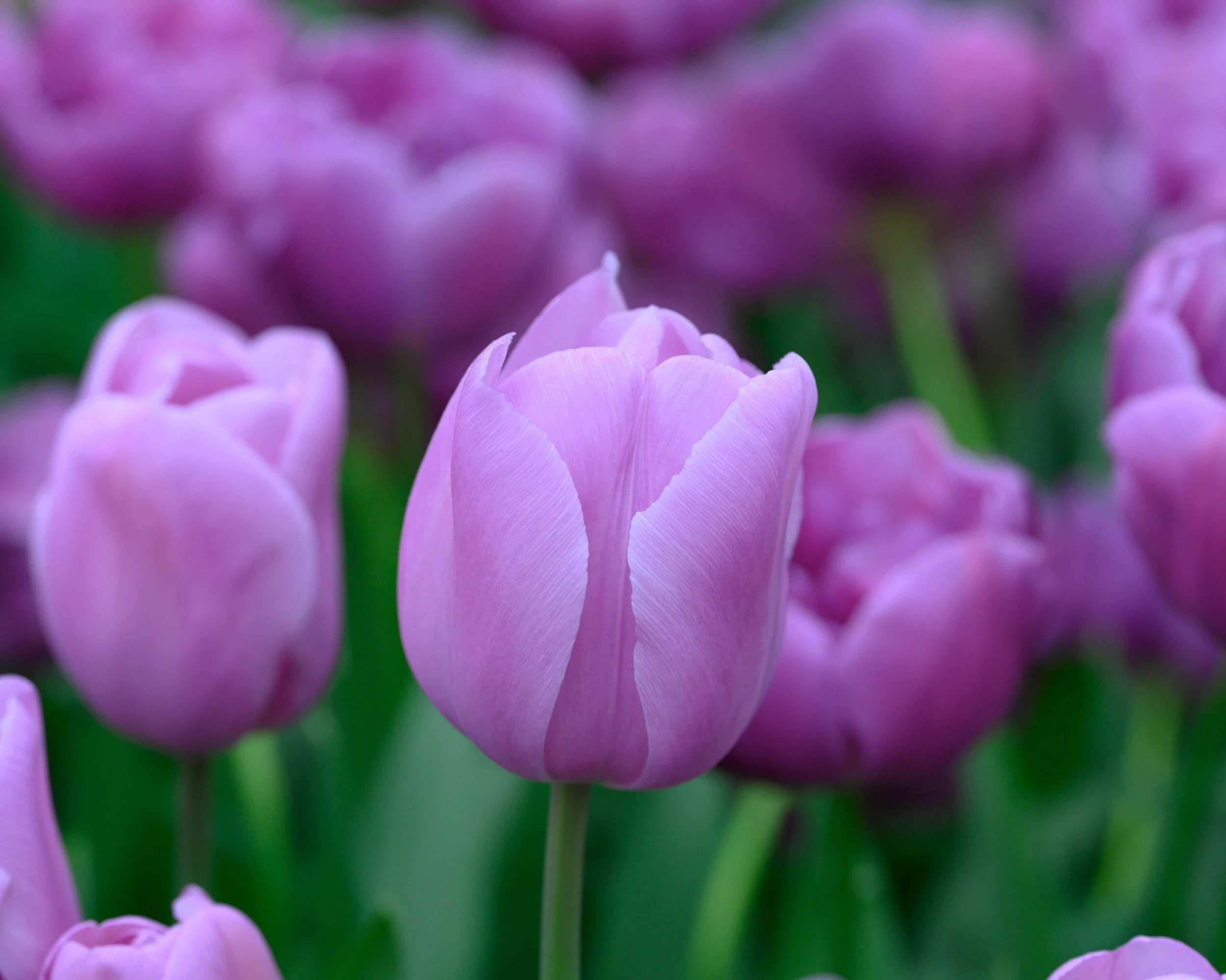 Tulip 'Alibi' 6 Tulip 'Alibi' - Image 4