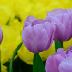 Tulip 'Alibi' 21 Tulip 'Alibi' -UK Garden Plants Sales 2024 tulip alibi 3 scaled