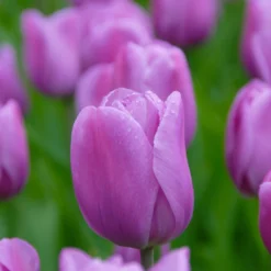 Tulip 'Alibi' 24 Tulip 'Alibi' -UK Garden Plants Sales 2024 tulip alibi 4 scaled