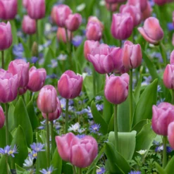 Tulip 'Alibi' 20 Tulip 'Alibi' -UK Garden Plants Sales 2024 tulip alibi 6 scaled