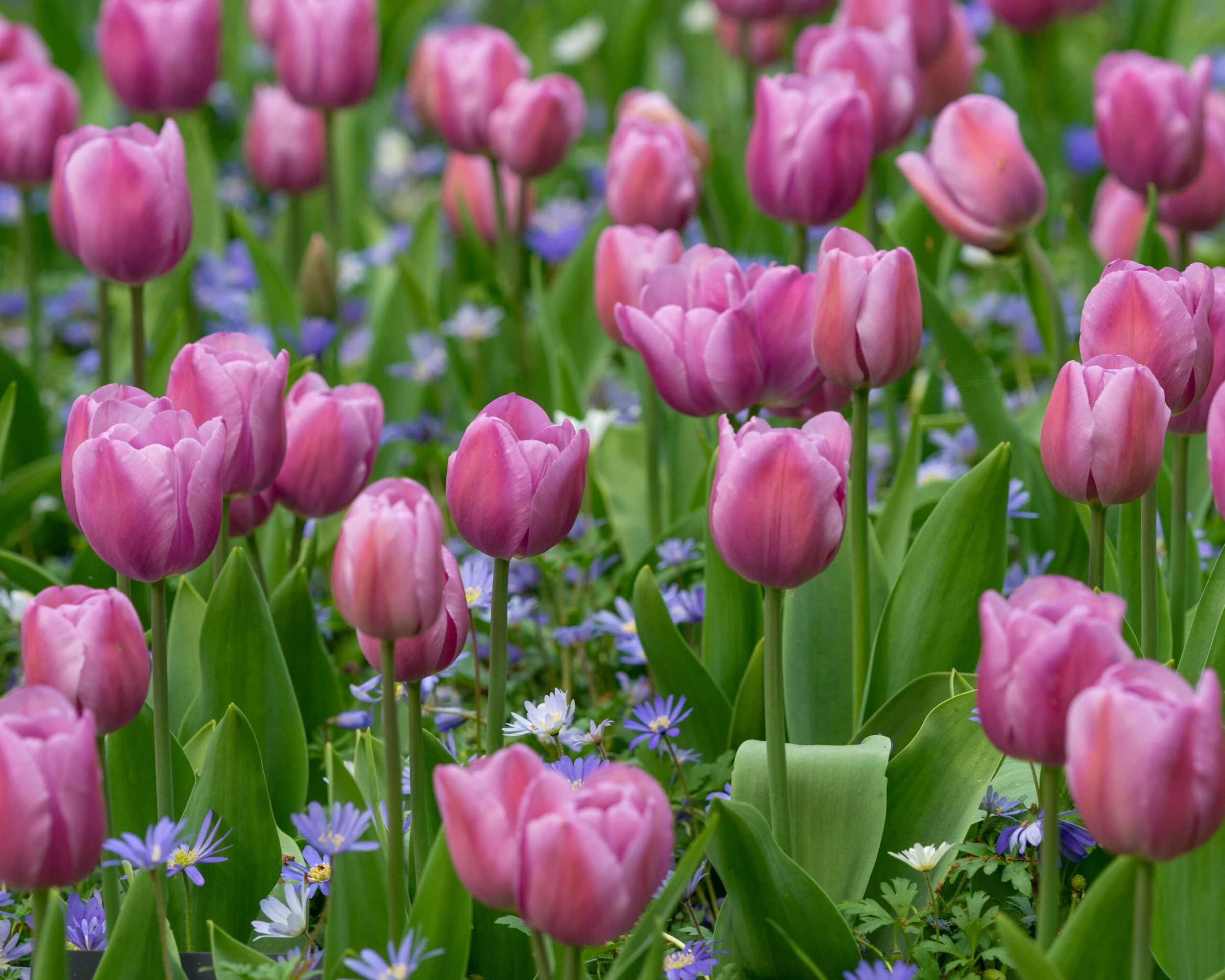 Tulip 'Alibi' 8 Tulip 'Alibi' - Image 6