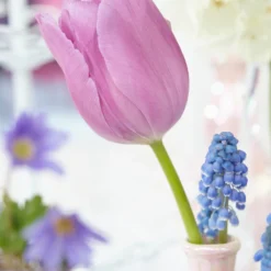 Tulip 'Alibi' 25 Tulip 'Alibi' -UK Garden Plants Sales 2024 tulip alibi 7