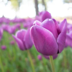 Tulip 'Alibi' 26 Tulip 'Alibi' -UK Garden Plants Sales 2024 tulip alibi 9 scaled