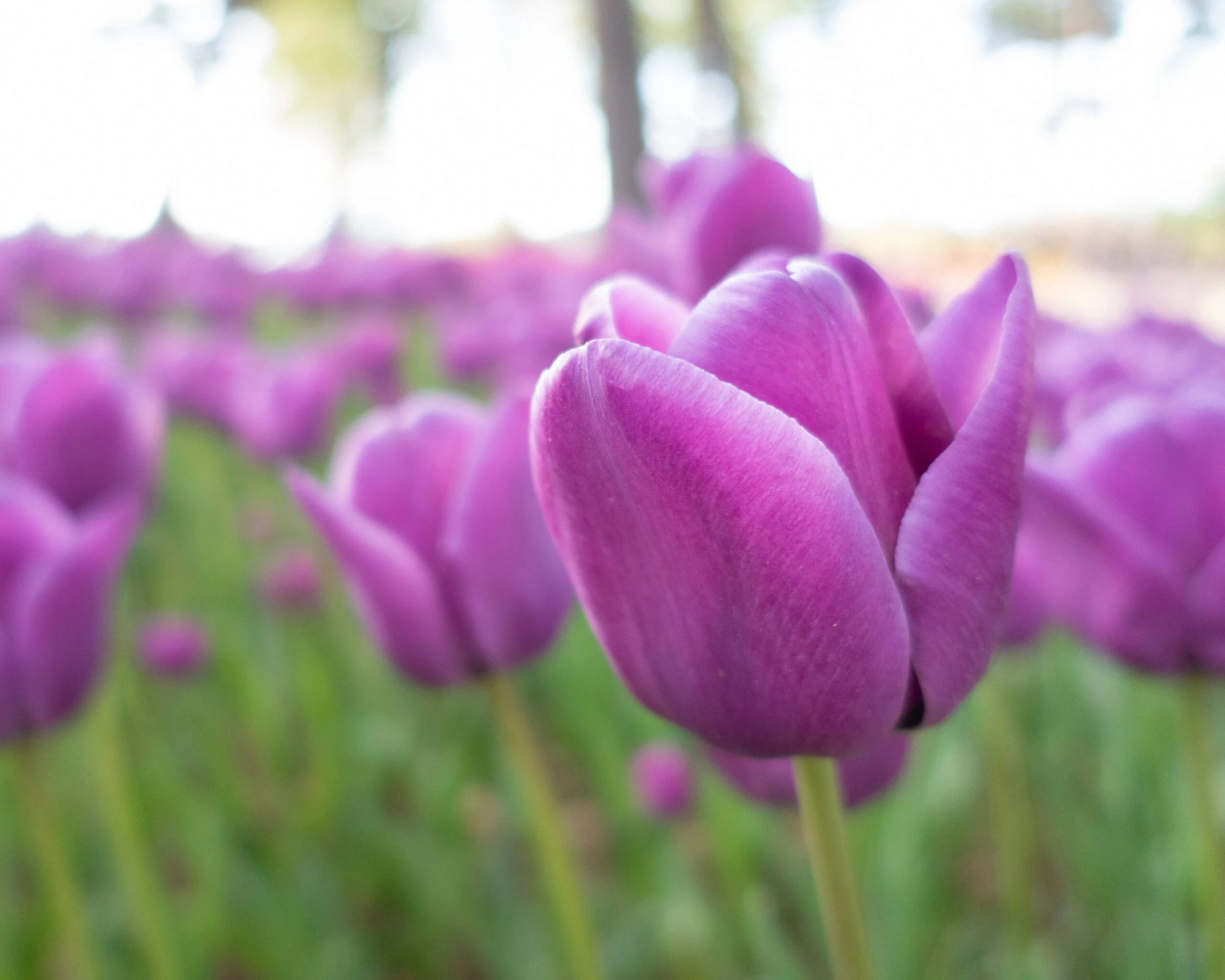 Tulip 'Alibi' 14 Tulip 'Alibi' - Image 12