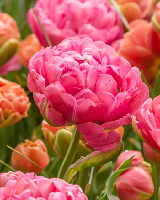 Tulip 'Amazing Grace' -UK Garden Plants Sales 2024 tulip amazing grace 1