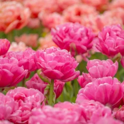 Tulip 'Amazing Grace' 16 Tulip 'Amazing Grace' -UK Garden Plants Sales 2024 tulip amazing grace 2