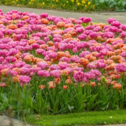 Tulip 'Amazing Grace' 15 Tulip 'Amazing Grace' -UK Garden Plants Sales 2024 tulip amazing grace 3