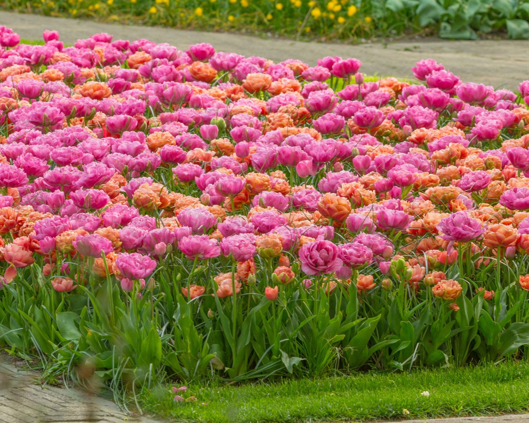 Tulip 'Amazing Grace' 8 Tulip 'Amazing Grace' - Image 6