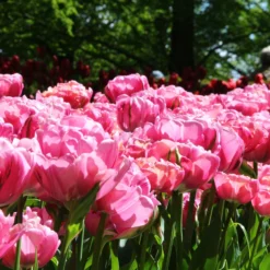 Tulip 'Amazing Grace' 13 Tulip 'Amazing Grace' -UK Garden Plants Sales 2024 tulip amazing grace 3 535d2e64 48a6 4e57 b9ba 74491e71800e