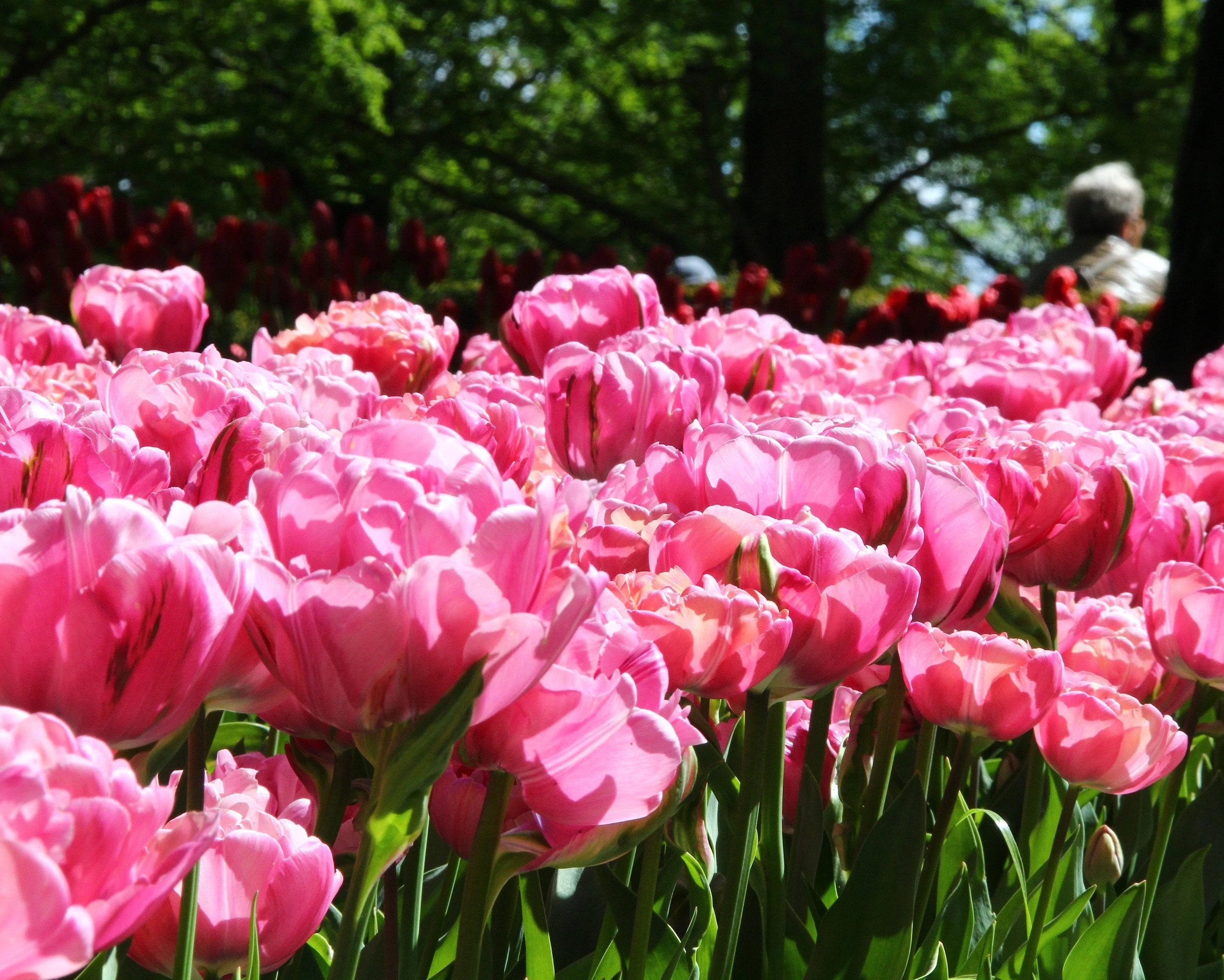 Tulip 'Amazing Grace' 6 Tulip 'Amazing Grace' - Image 4