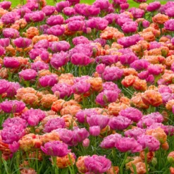 Tulip 'Amazing Grace' 14 Tulip 'Amazing Grace' -UK Garden Plants Sales 2024 tulip amazing grace 4