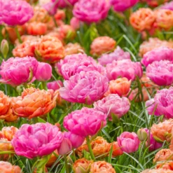 Tulip 'Amazing Grace' 12 Tulip 'Amazing Grace' -UK Garden Plants Sales 2024 tulip amazing grace 5