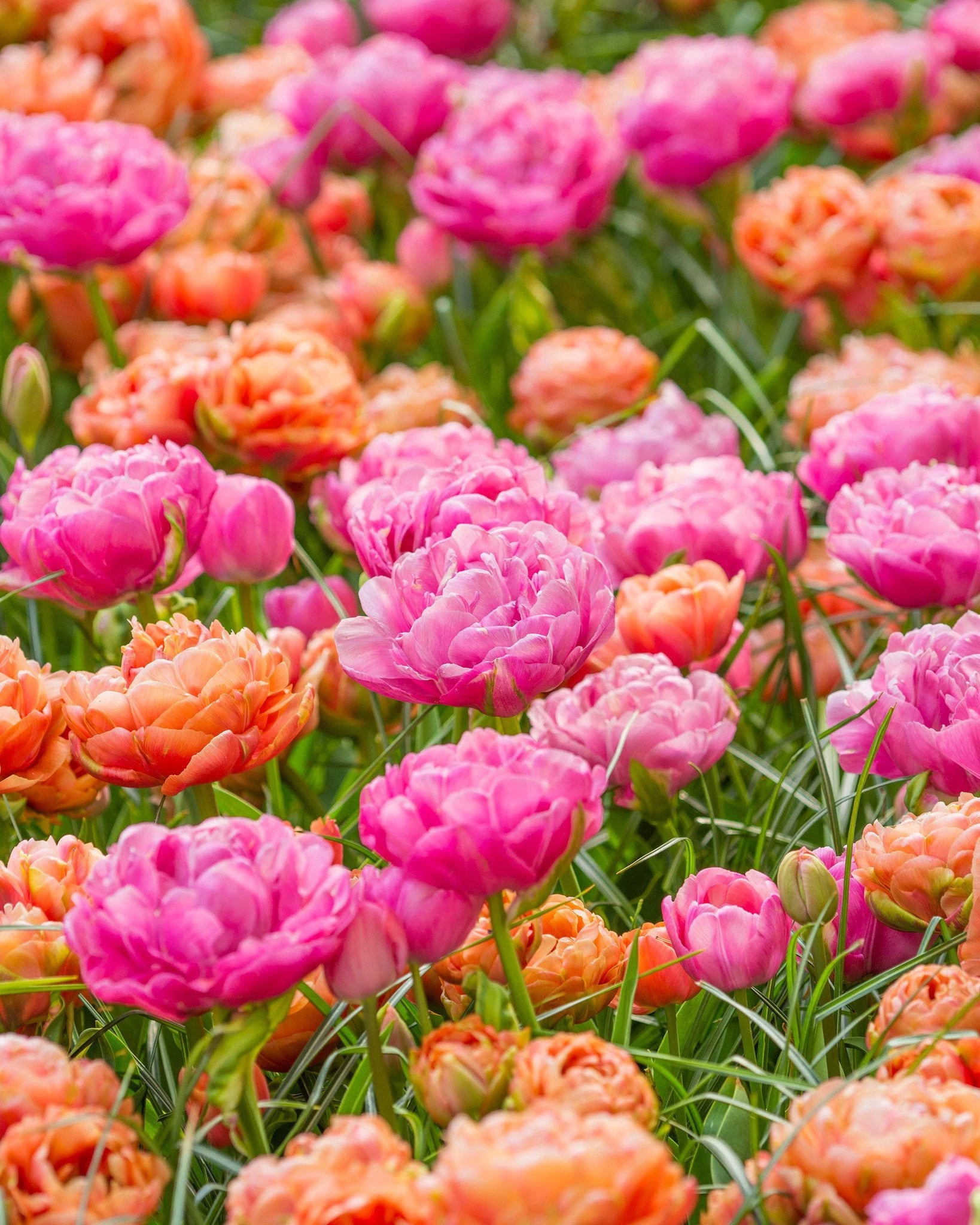 Tulip 'Amazing Grace' 5 Tulip 'Amazing Grace' - Image 3