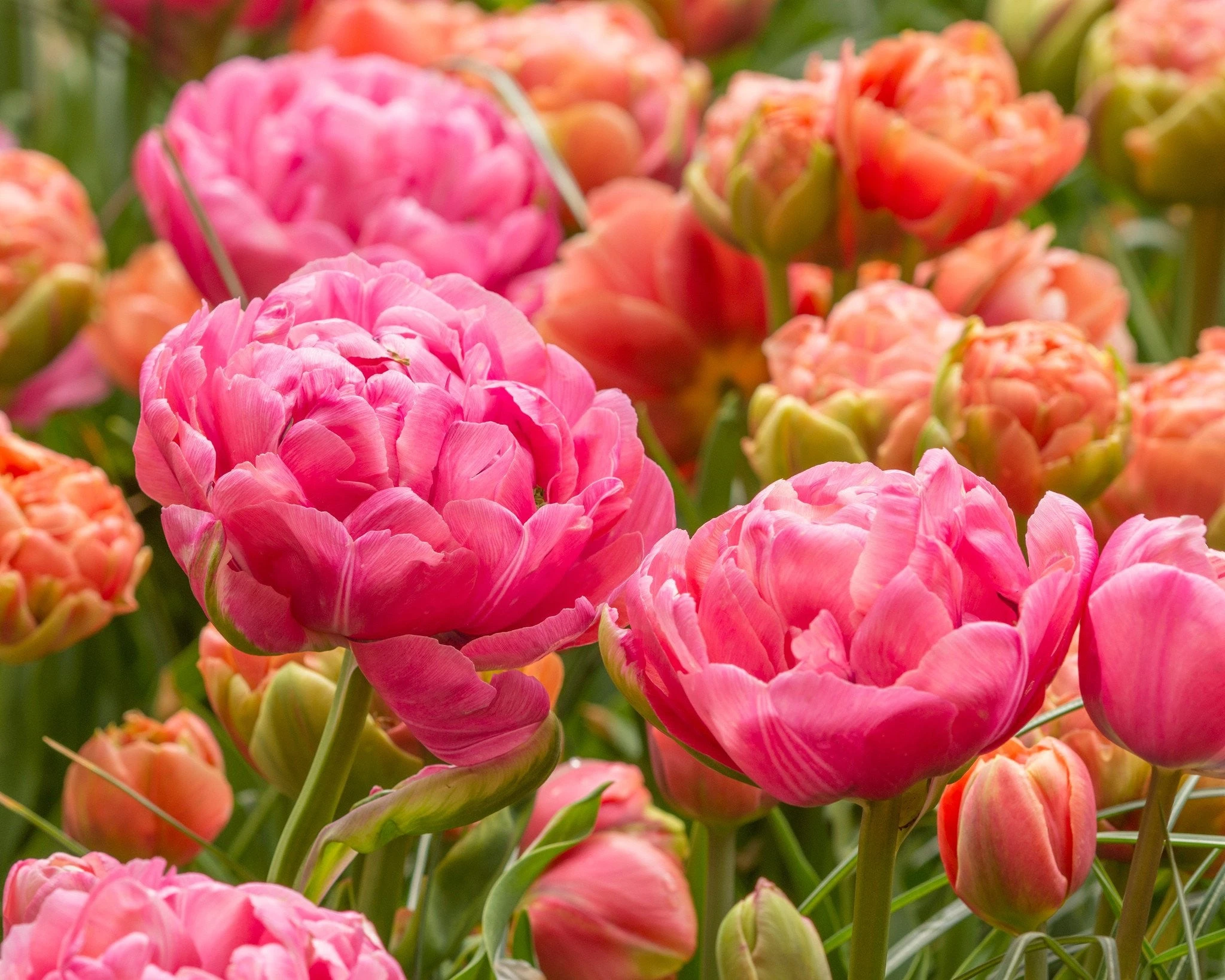 Tulip 'Amazing Grace' 4 Tulip 'Amazing Grace' - Image 2