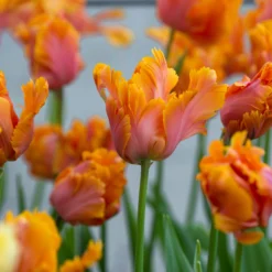 Tulip 'Amazing Parrot' -UK Garden Plants Sales 2024 tulip amazing parrot 1 scaled