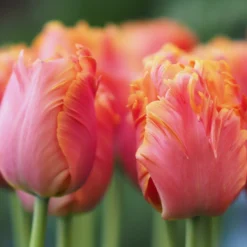 Tulip 'Amazing Parrot' -UK Garden Plants Sales 2024 tulip amazing parrot 10 scaled