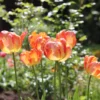 Tulip 'Amazing Parrot' 1 Tulip 'Amazing Parrot' -UK Garden Plants Sales 2024 tulip amazing parrot 11 scaled