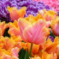 Tulip 'Amazing Parrot' -UK Garden Plants Sales 2024 tulip amazing parrot 2 scaled