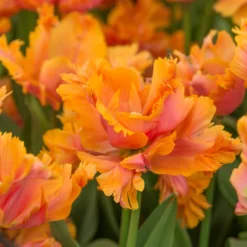 Tulip 'Amazing Parrot' -UK Garden Plants Sales 2024 tulip amazing parrot 3 scaled
