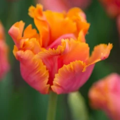 Tulip 'Amazing Parrot' -UK Garden Plants Sales 2024 tulip amazing parrot 4 scaled