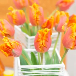 Tulip 'Amazing Parrot' -UK Garden Plants Sales 2024 tulip amazing parrot 5