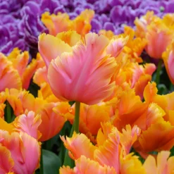 Tulip 'Amazing Parrot' -UK Garden Plants Sales 2024 tulip amazing parrot 6 scaled